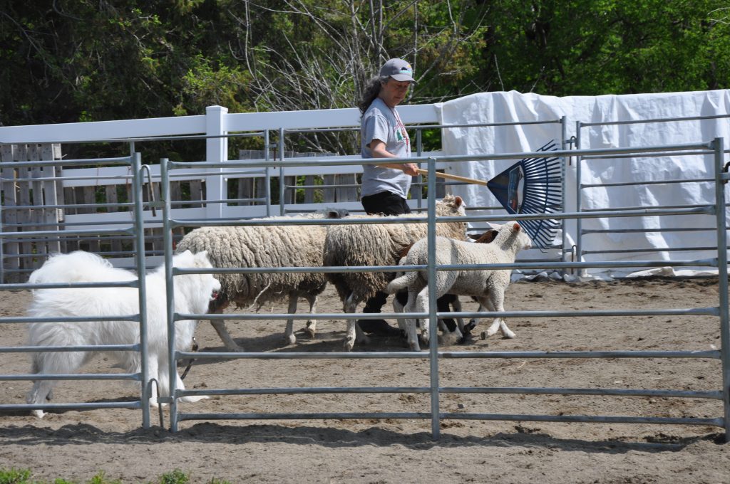 Herding