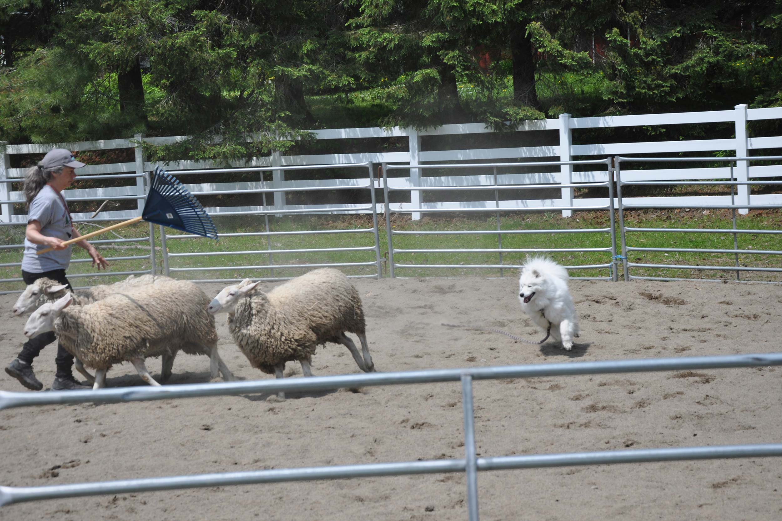 Herding-1juin2019