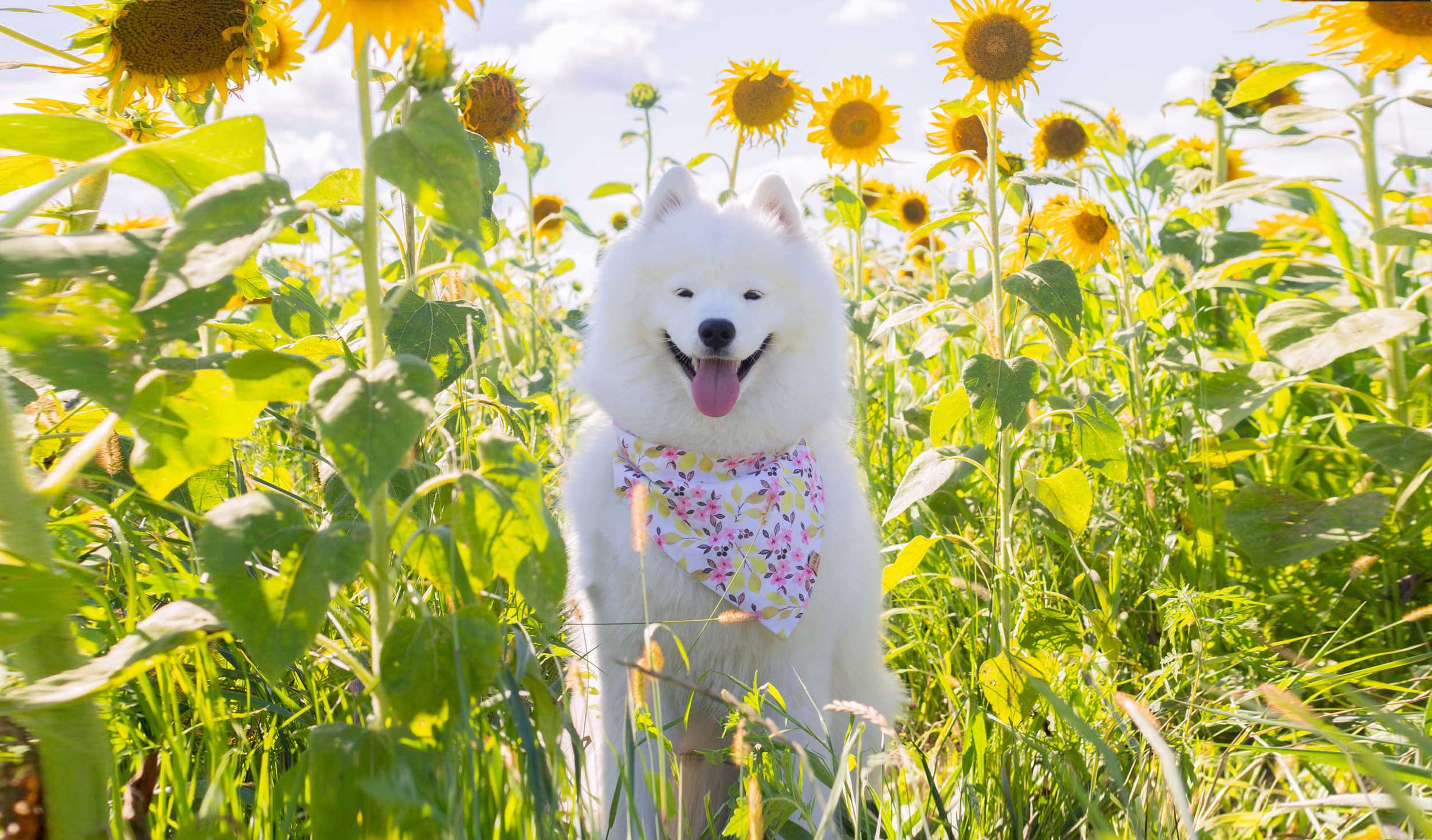 Samoyède dans les tournesols