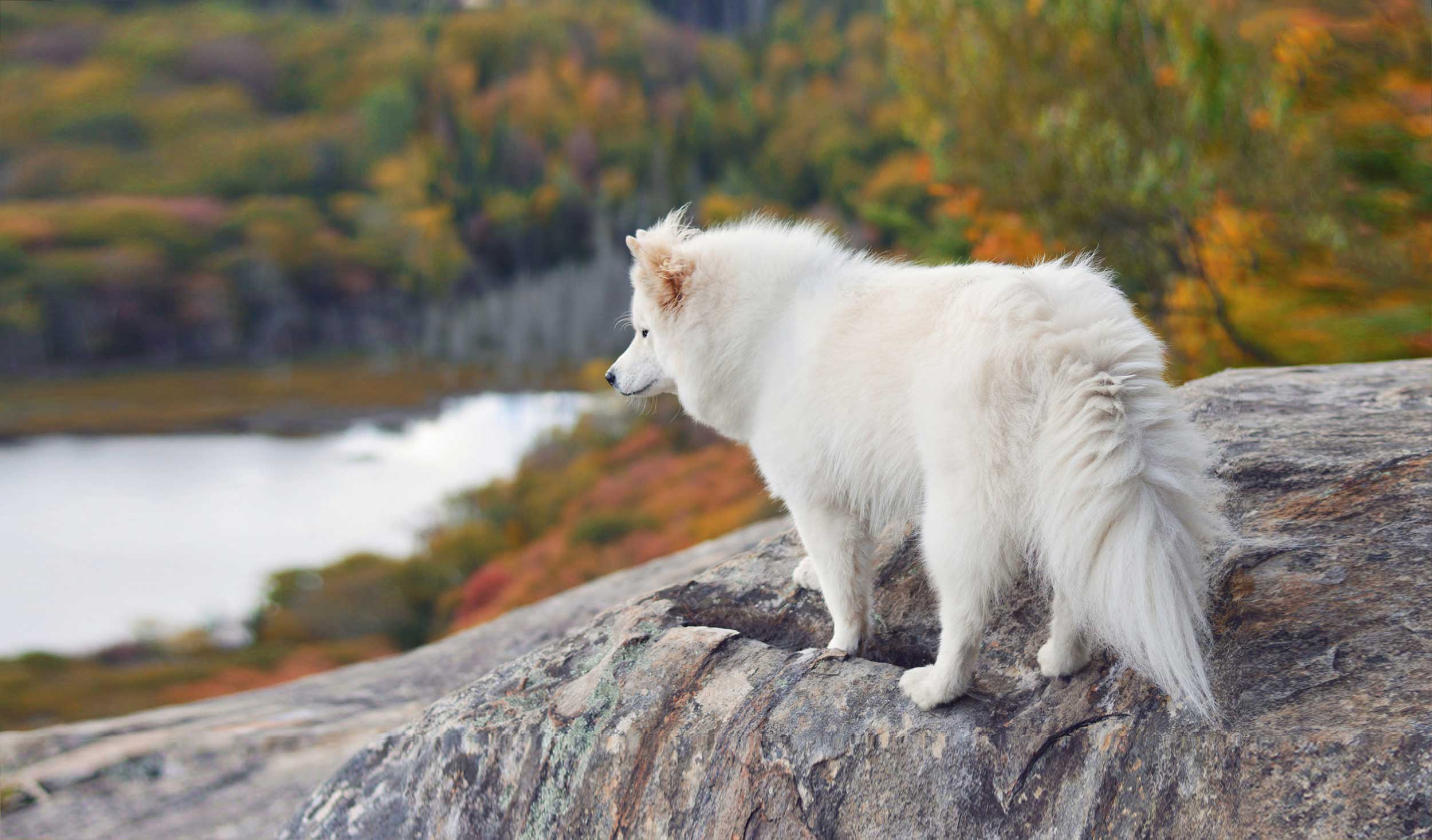 Samoyède au Mont Orford en automne