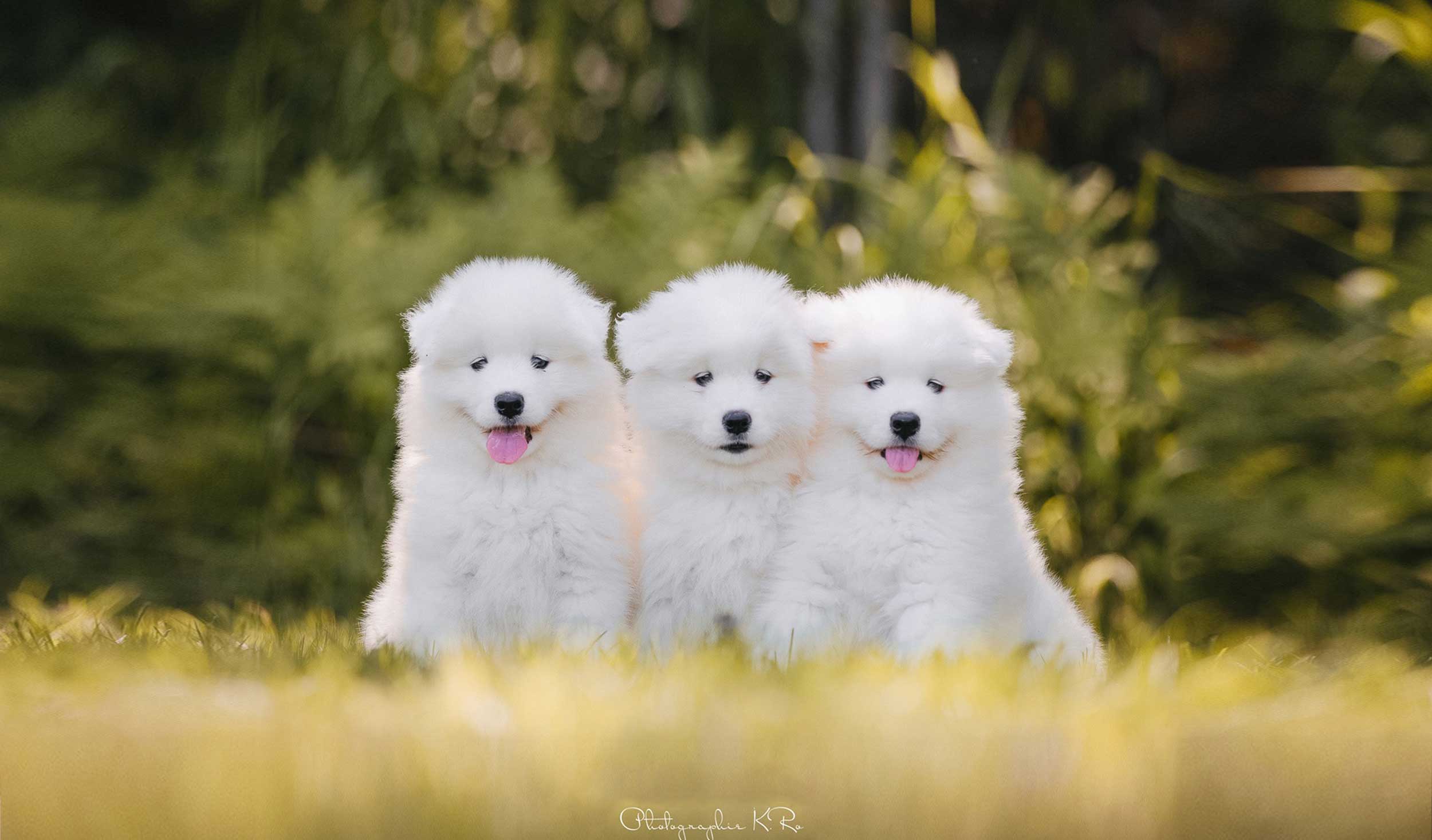 Eleveurs Club Samoyede Quebec