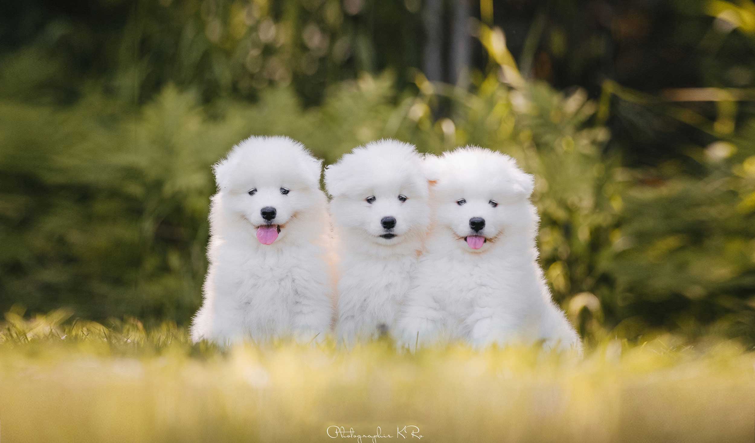 Chiots samoyèdes dans un champ