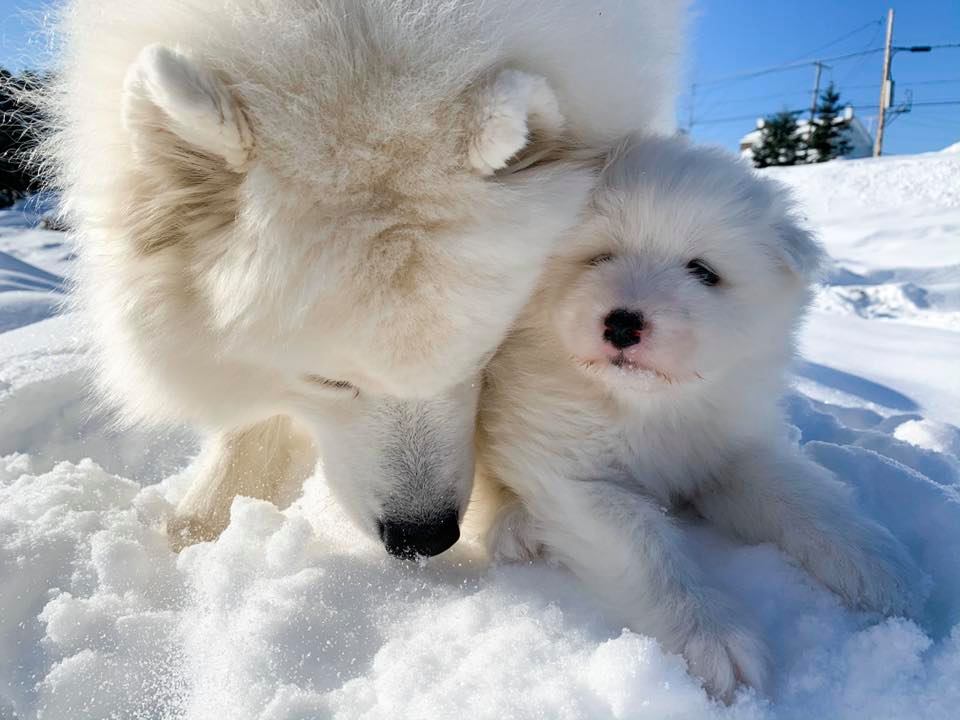 Samoyède-chiot Une femelle samoyède avec son chiot