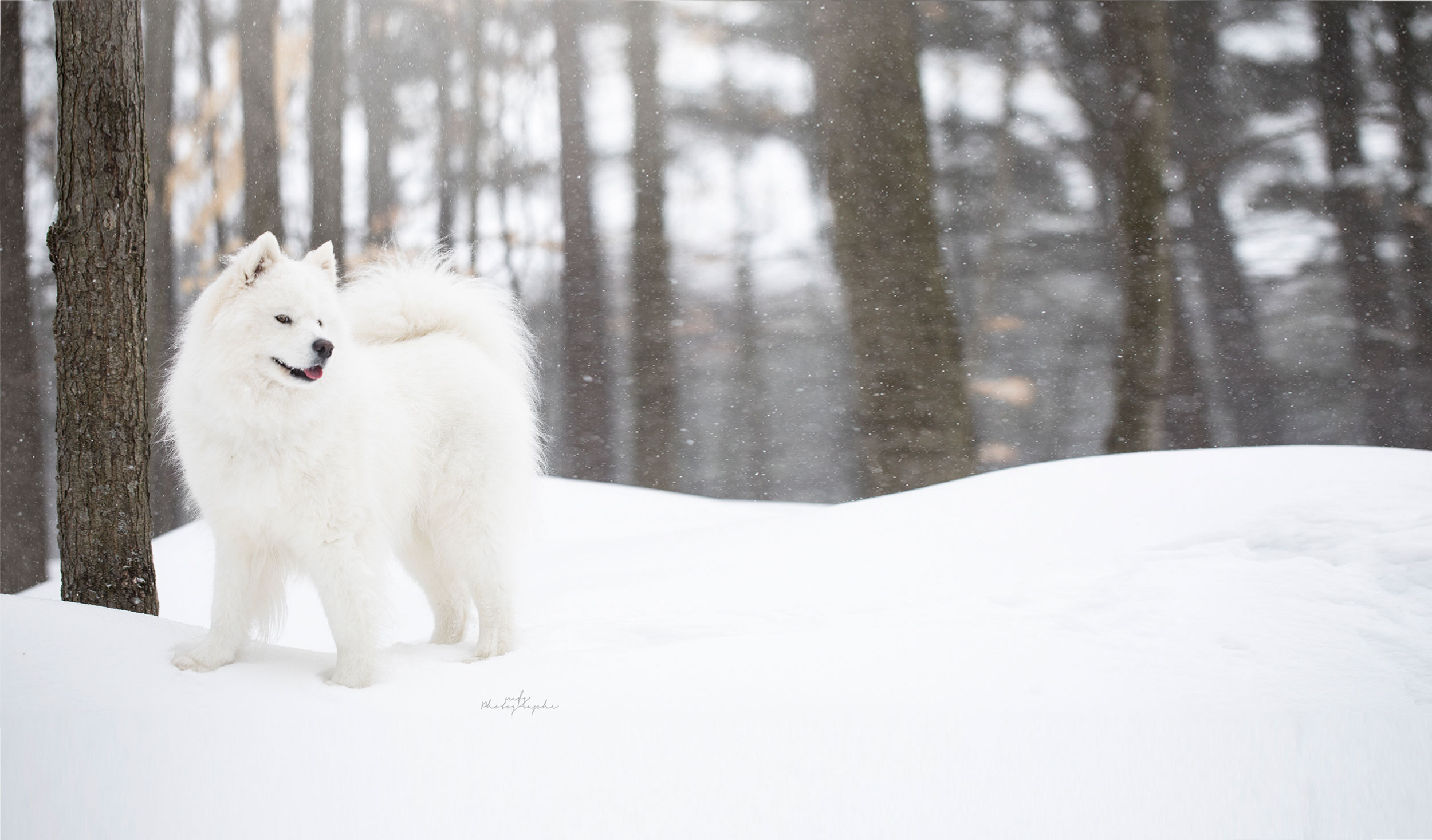 Samoyède dans une tempête de neige