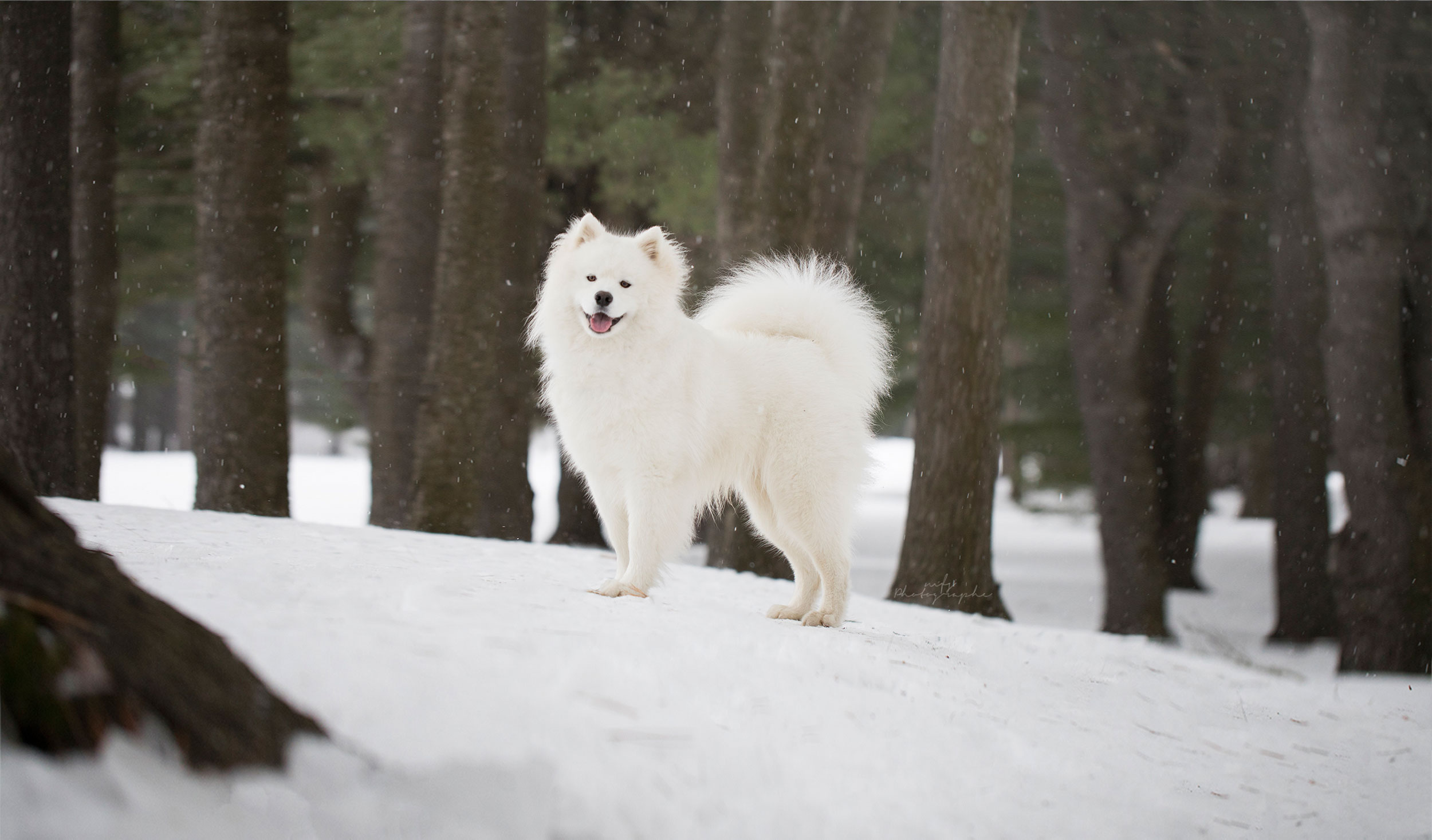 Samoyède dans la neige