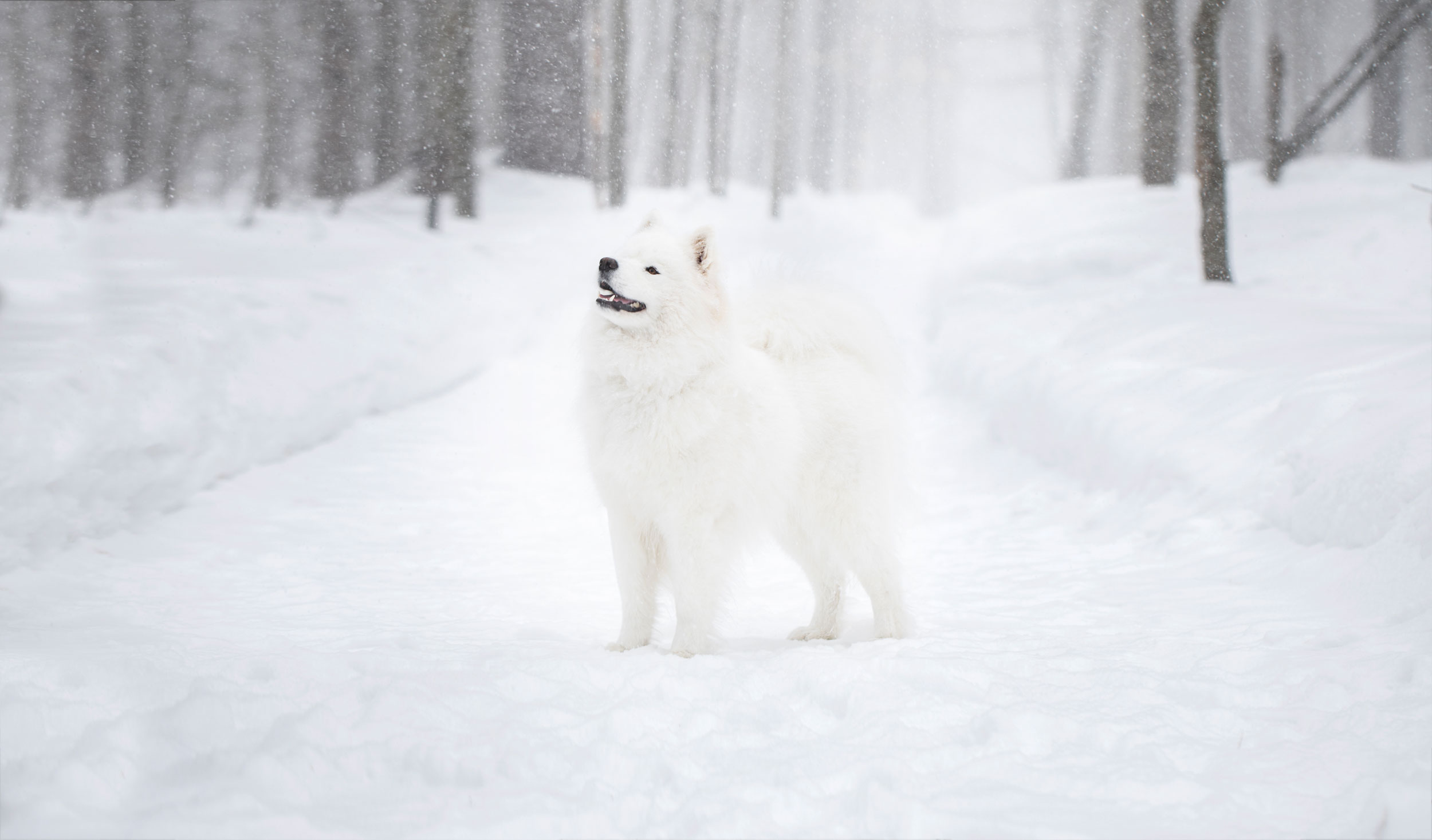 Samoyède dans une tempête de neige