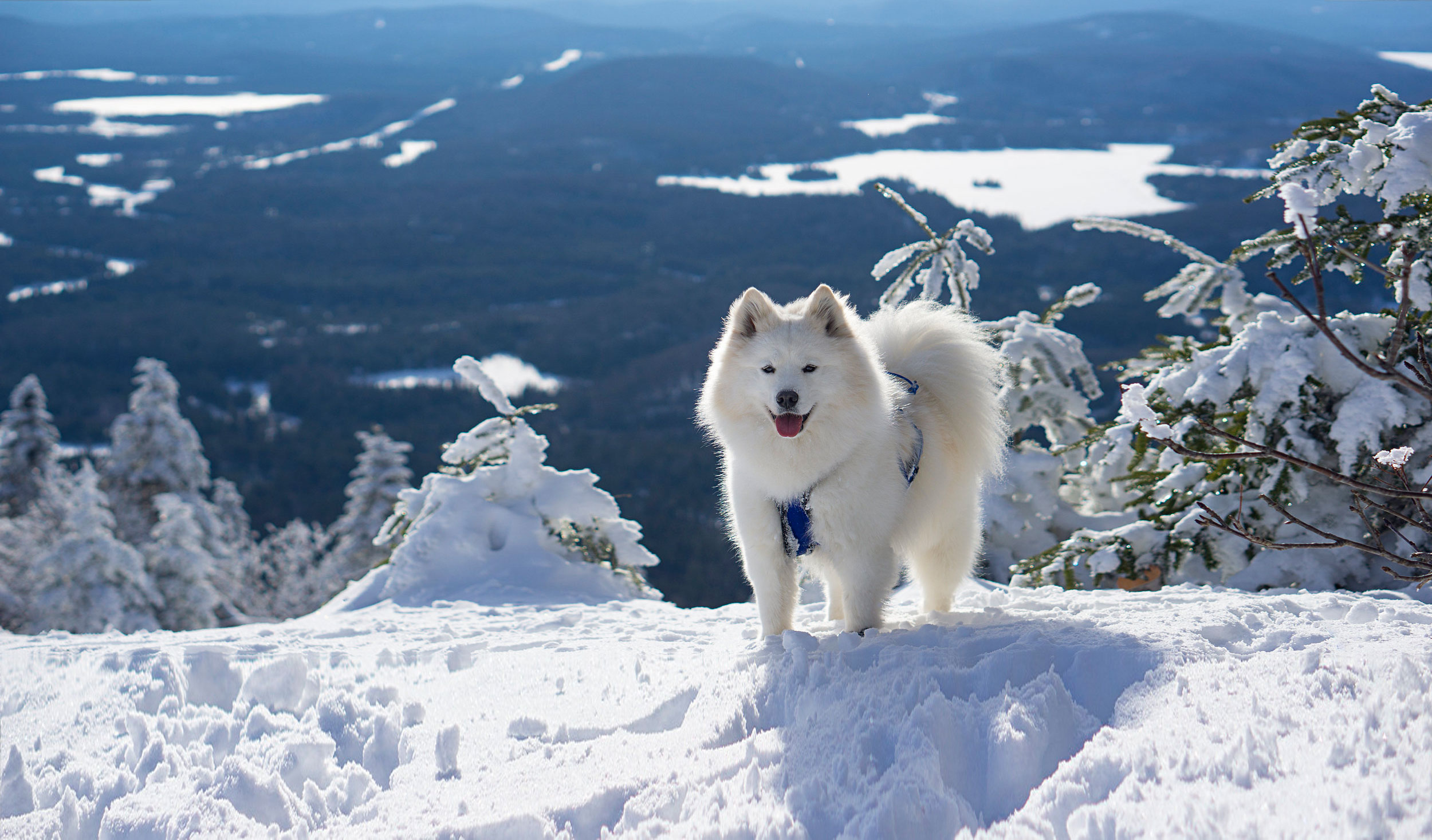 Samoyède dans une montagne de neige