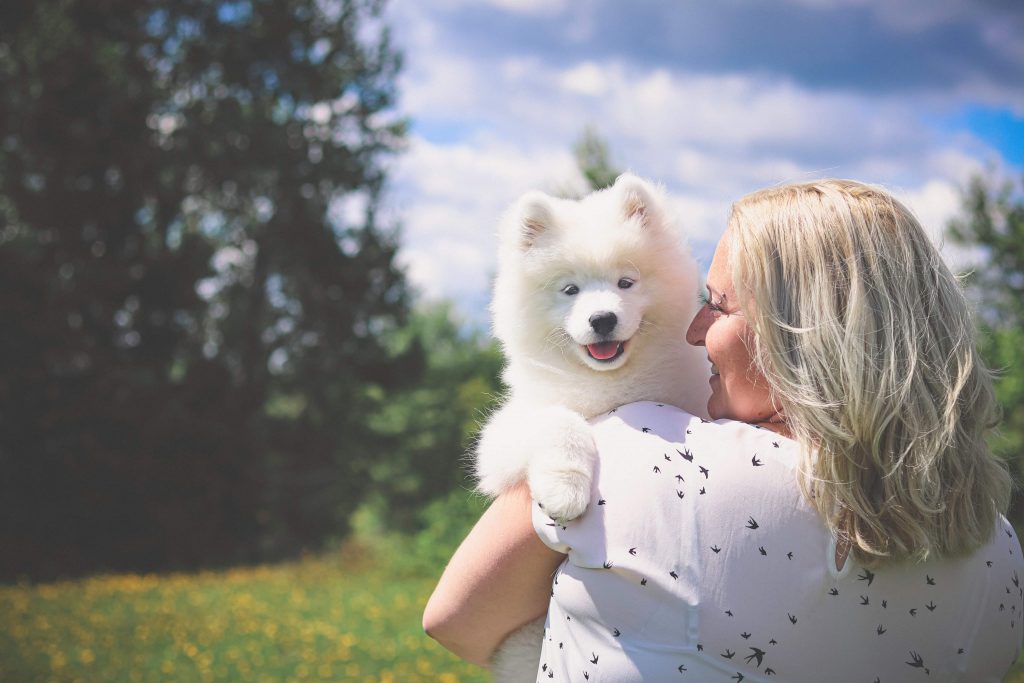 Un chiot samoyède avec sa maitresse