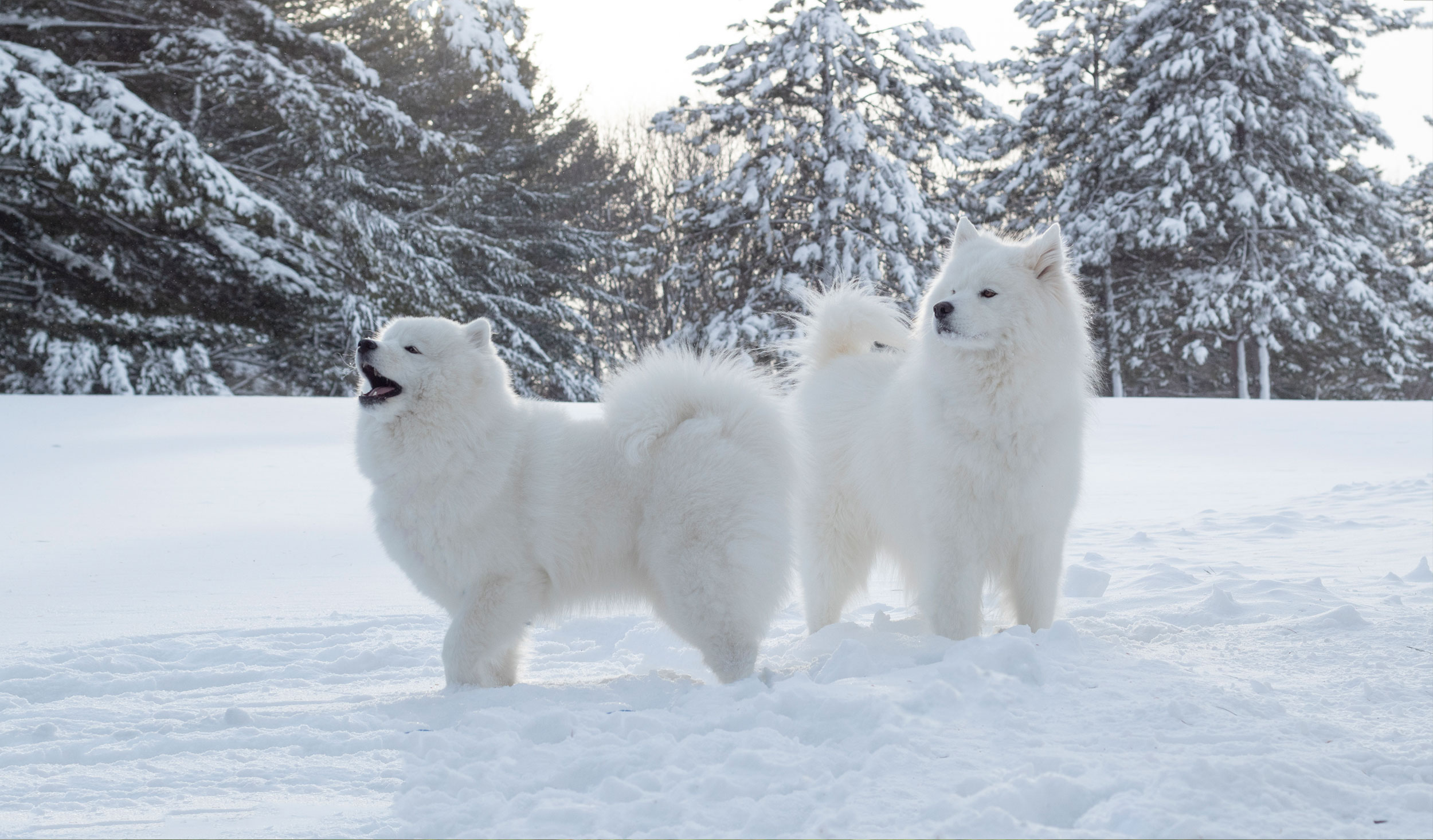 Deux samoyèdes dans la neige