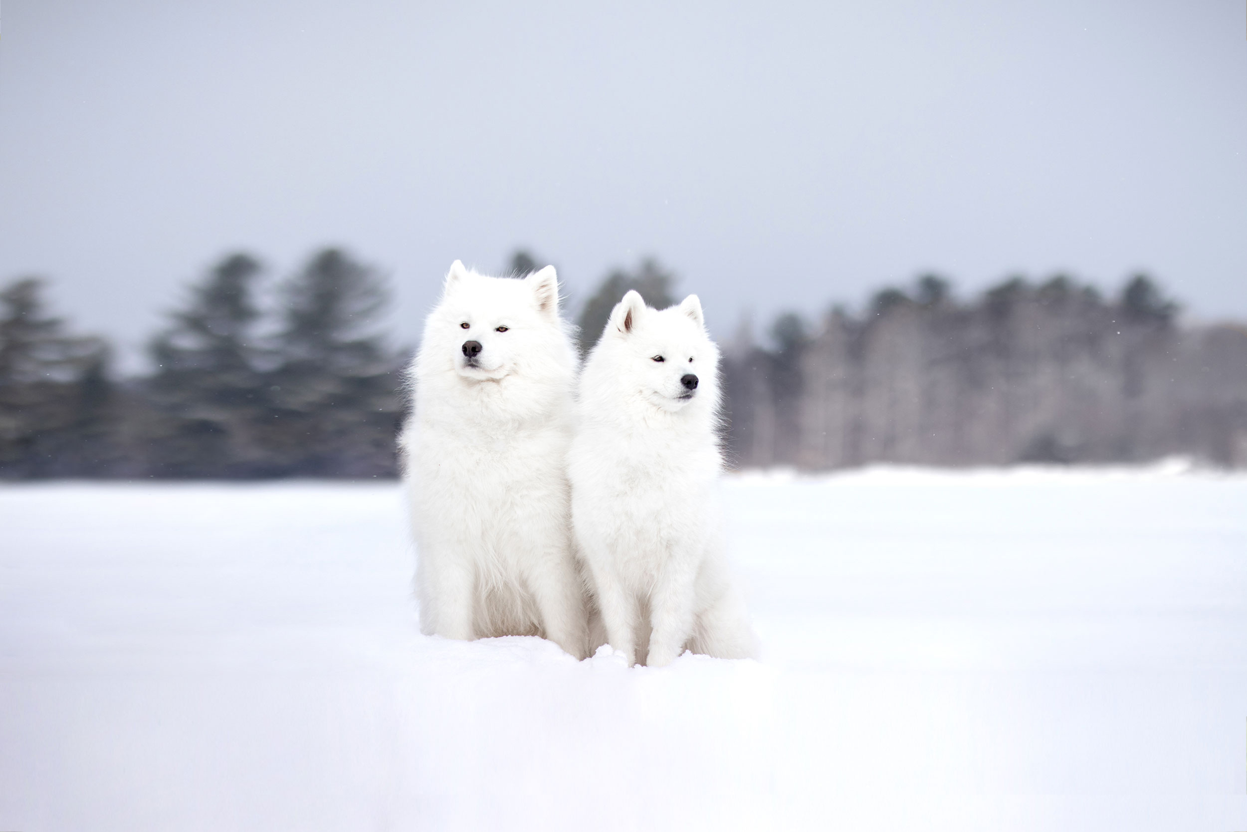 2 samoyèdes dans la neige