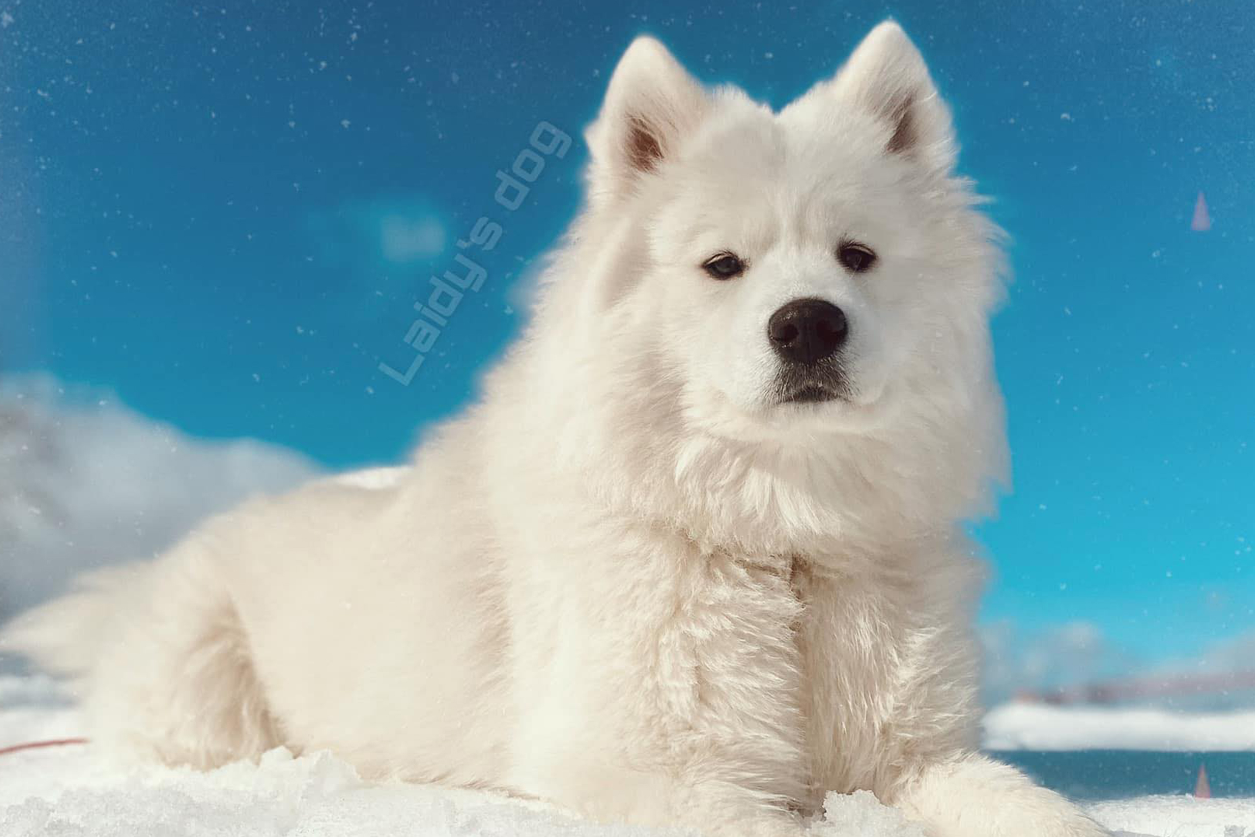 Laidy's dog Reg.