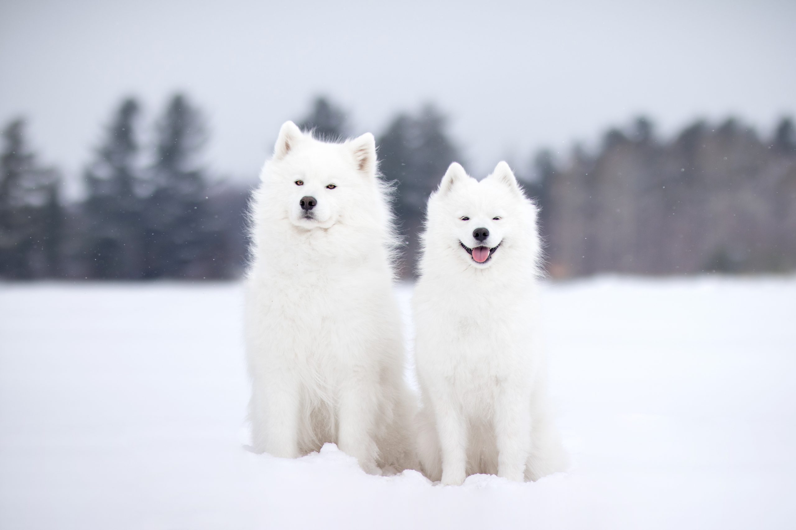 samoyeds